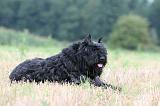 BOUVIER DES FLANDRES 400